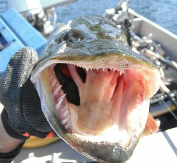 musky fish teeth