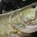 pro musky tips