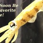 chasebaits ultimate squid lure review